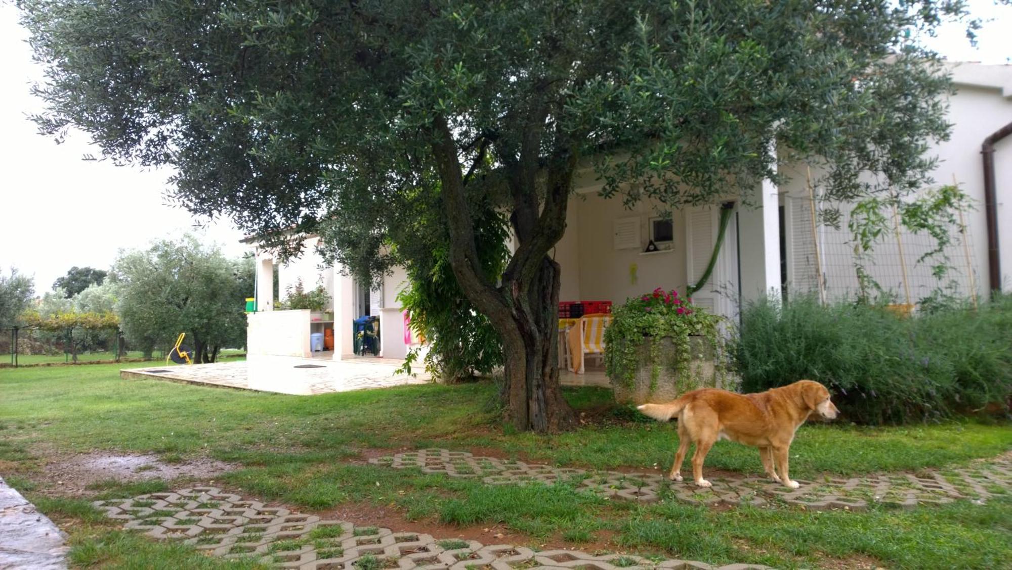 Apartment Free Parking Big Garden بيروغ المظهر الخارجي الصورة